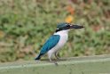 J01_1911 Collared Kingfisher.JPG